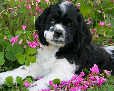 Cocker Spaniel Wallpapers Screenshots 0