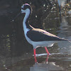 Black-necked Stilt