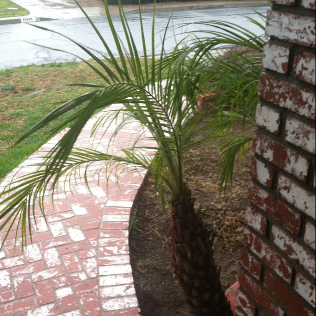 Pygmy palm