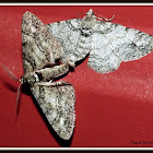 Double-lined Gray Moths (mating)