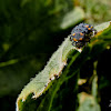ladybird larvae