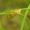 Three-lined Leafroller Moth