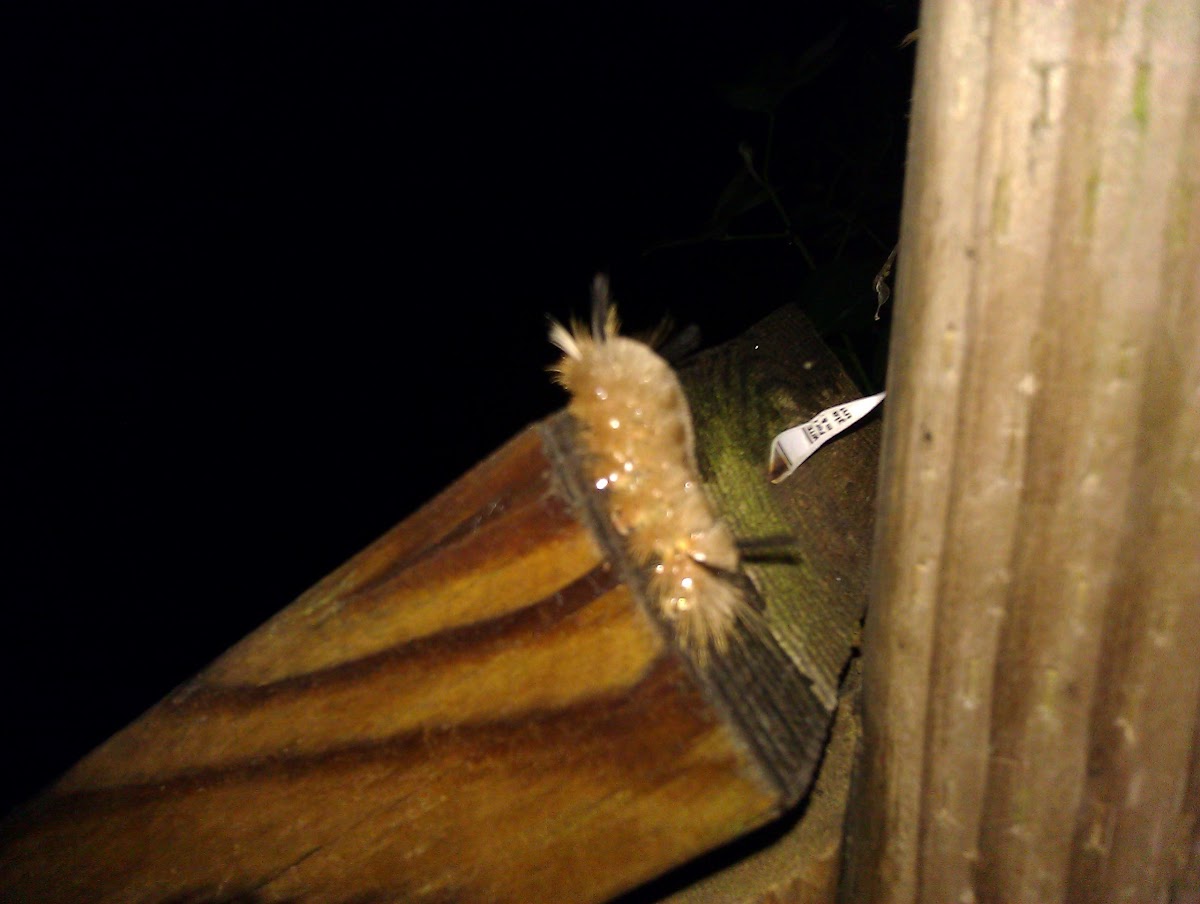 Banded Tussock Moth Caterpiller