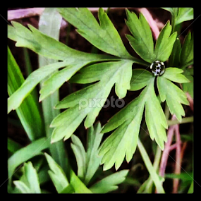by Alannah Melton - Nature Up Close Natural Waterdrops