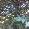 Spruce conifer