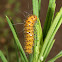 Crimson-bodied Lichen Moth caterpillar