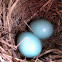 Eastern Bluebird eggs