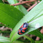 Red-and-black frogghopper