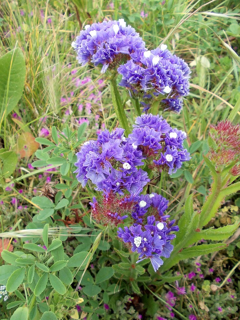 Wavyleaf sea-lavender
