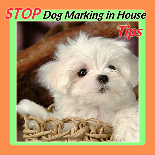 Stop Dog Marking in House Tips