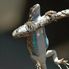 Blue bellied lizard