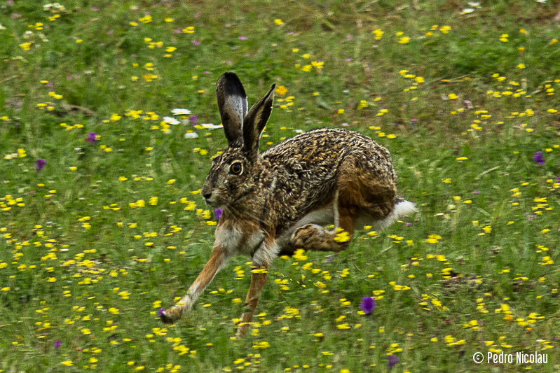 Iberian Hare