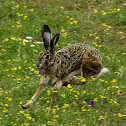 Iberian Hare