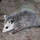 Virginia Opossum