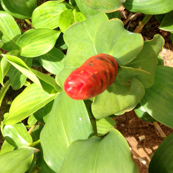 Lipstick ginger or red button ginger Project Noah