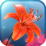 My Lovely Lily LWP Apk