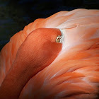 Caribbean Flamingo