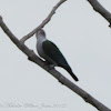 Green Imperial Pigeon