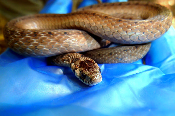DeKay's Brown Snake | Project Noah