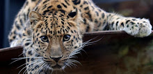 Leopard Series Live Wallpapers APK