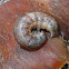 Mushroom larva