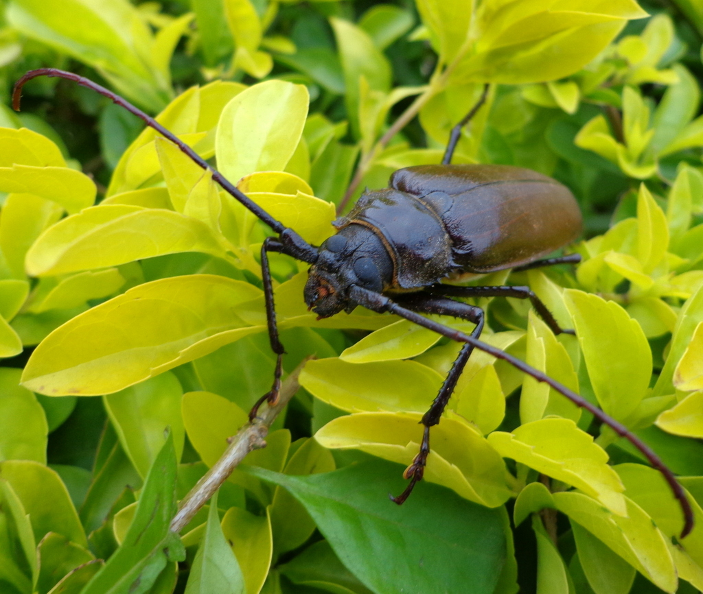 Giant African Longhorn beetle