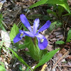 Native Iris