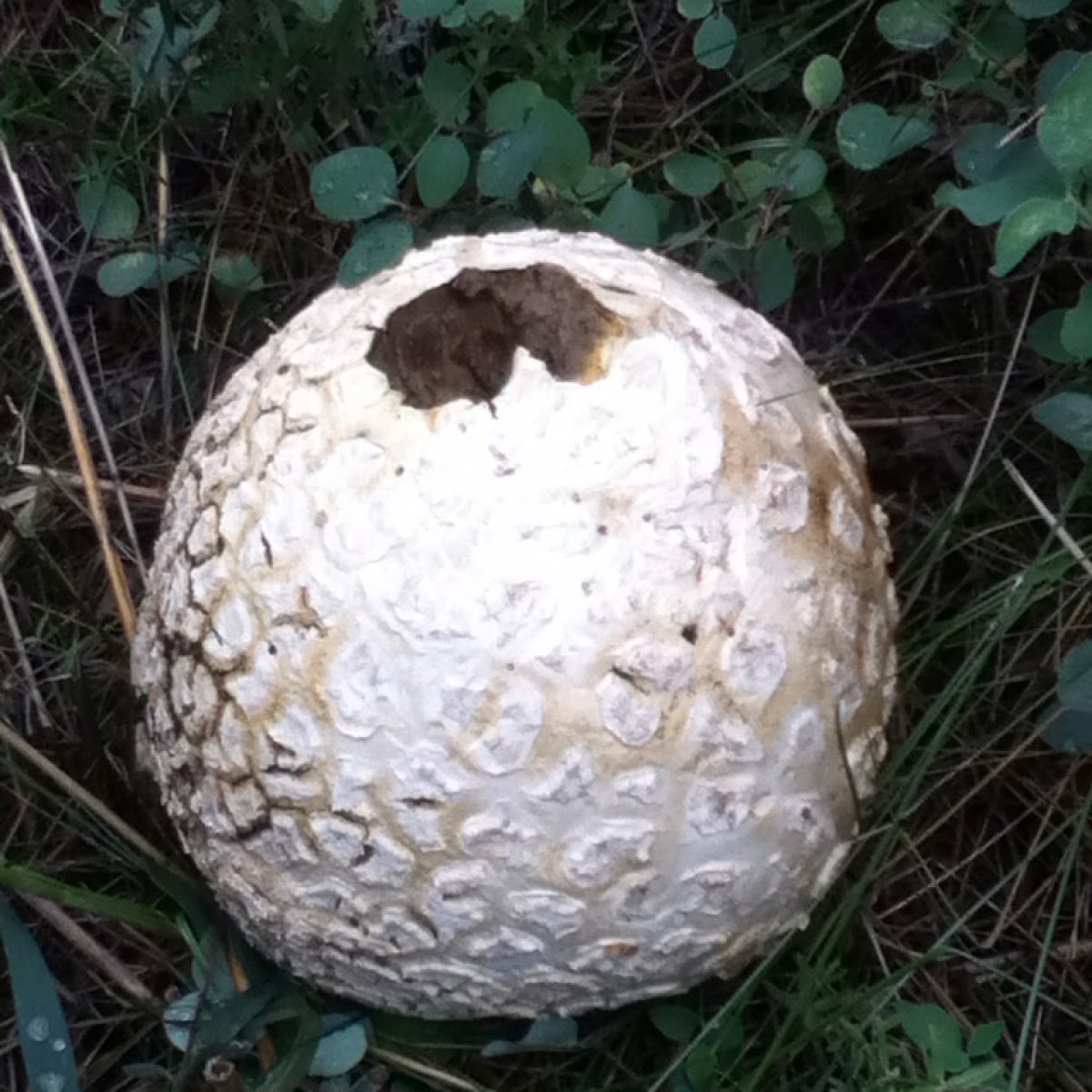 Spiny Puffball