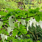 Davidia. Handkerchief tree