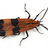 lycidae-mimicking moth