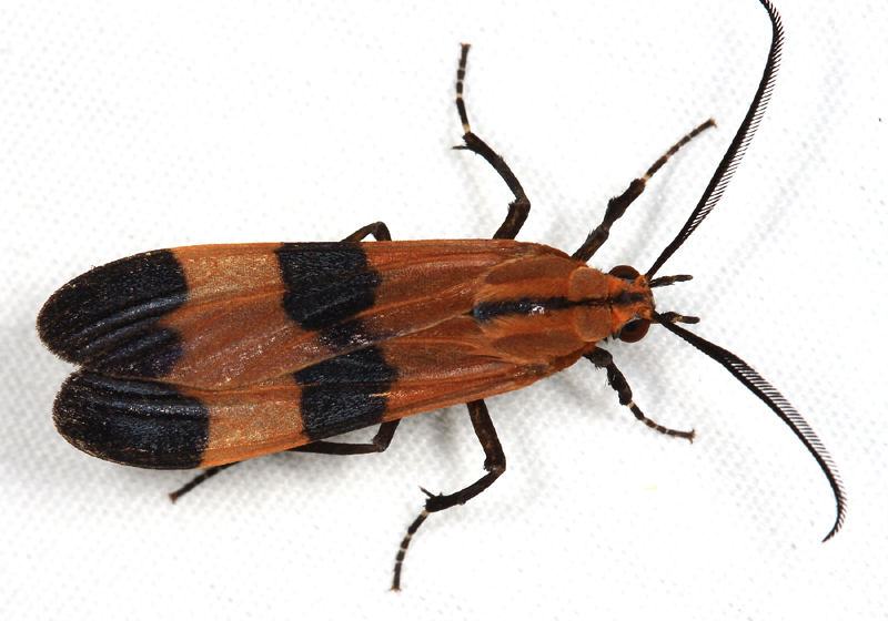 lycidae-mimicking moth