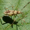Hypselonotus Nymph (Leaf-footed Bug)