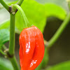 Bhut Jolokia, Ghost pepper