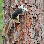 Finlayson's squirrel