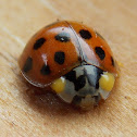 Multicolored Asian Lady Beetle