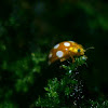 16-Spot Orange Ladybird