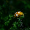 16-Spot Orange Ladybird