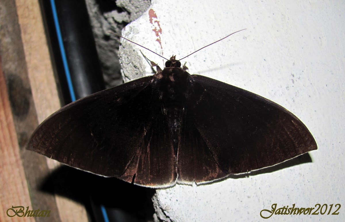 Noctuoidae Moth
