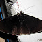 Noctuoidae Moth