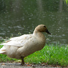Buff Duck/Domestic Mallard