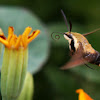 Hummingbird Clearwing Sphinx Moth