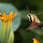 Hummingbird Clearwing Sphinx Moth