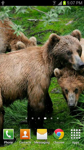 Katmai Bears for Jelly Bean