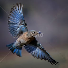 Nesting Bluebird 3 by James Harrison - Animals Birds