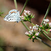 Buckwheat Blue Butterfly