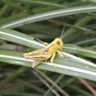 Yellow Grasshopper (nymph)