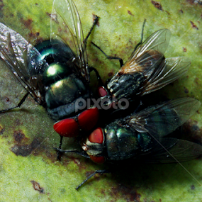 Three Flies Plotting by Syed Hasibul Hasan - Animals Insects & Spiders