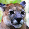 Puma, Leon de Montaña, Cougar