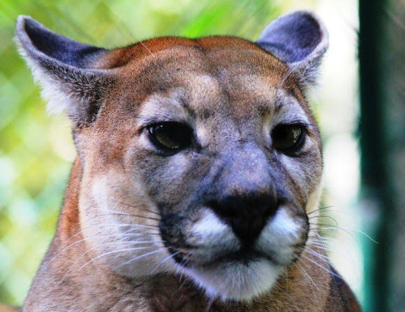 Puma, Leon de Montaña, Cougar | Project Noah