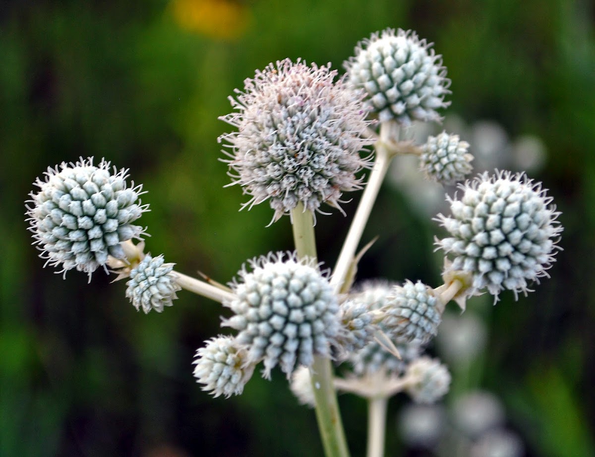 Rattlesnake Master